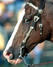 From the horse's mouth